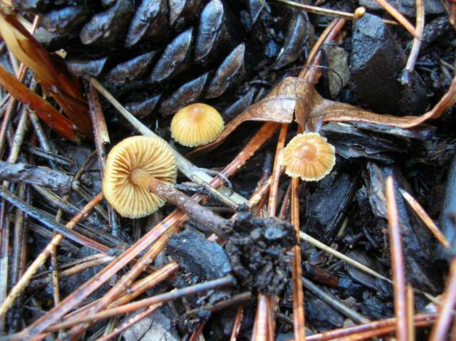 Galerina badipes         (Fr.)           Kuhner